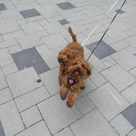 Guest house близнюки Vorokhta